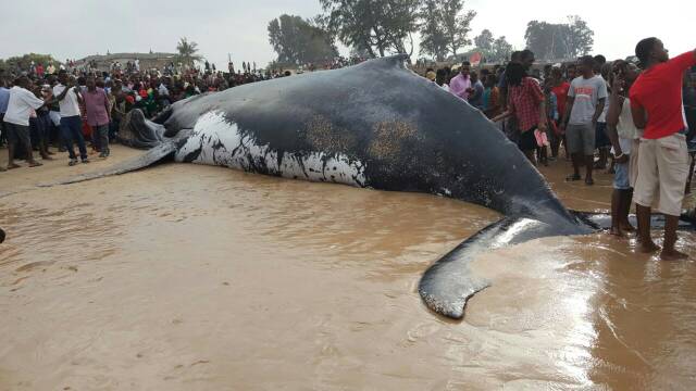 Whale is Stuck on Beira Beach in Mozambique Due to Low Water Levels, Hundreds Gain Food (Photos/Video)