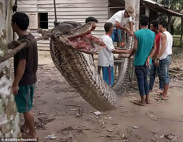 Indonesian Man Wins Fight Against 23ft-Long Python (See Photos)