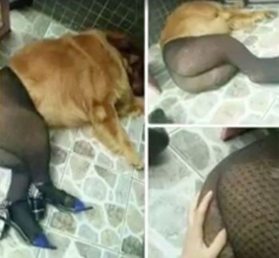 Dog have sex with in Turin