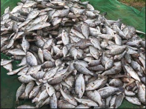 Over 58 Kilograms of Chambo Confiscated from Nkhotakota Market over Illegal Fishing, Donated to Nkhotakota District Hosp