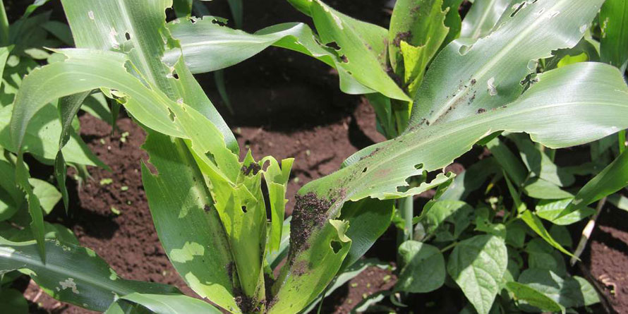 Army worms to drop maize yields, raging famine awaits