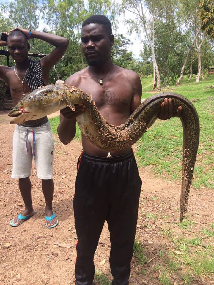 Another Rare “Mkunga” Fish Found on Lake Malawi (See Photos)