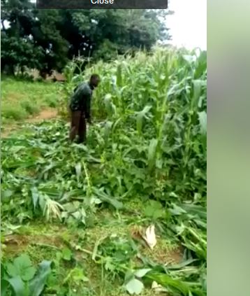 Blantyre City Council workers captured slashing maize (Watch video)