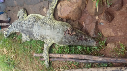 Zomba Residents Kill a 2 Metre Crocodile (See Photo)