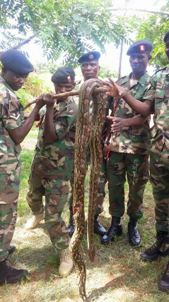 Unlucky Python Ends into MDF Soldiers` Hands after Visiting a Battalion (See Photo)