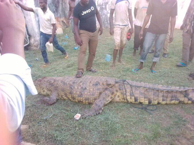 Malawi Police Officers Kill Giant Crocodile in Karonga