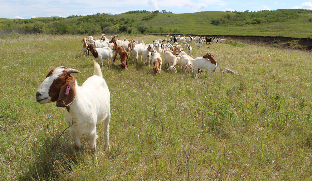 Three Nabbed for Stealing Goats in Chikwawa