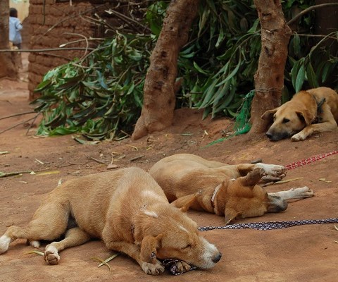 Man Arrested for Killing his Dogs in Blantyre