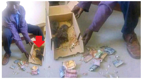 Unbelievable: Ugandan Man Takes Rats to Court for Eating his Money, Demands Compensation
