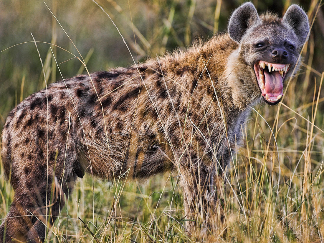 Furious Hyena Causes Havoc in Salima