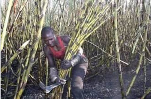 Man Lands in Police Cell for Stealing Sugarcane in Chikwawa