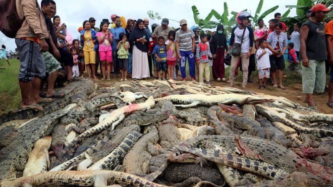 Indonesia mob slaughters nearly 300 crocodiles in revenge killing