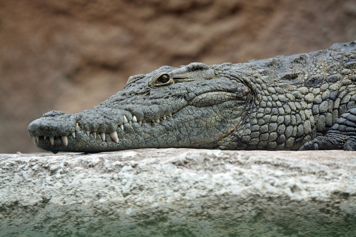 Crocodile kills 18-year-old Girl in Zambia