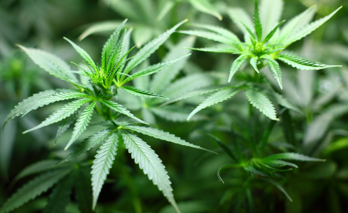 Thailand Approves Medicinal Cannabis