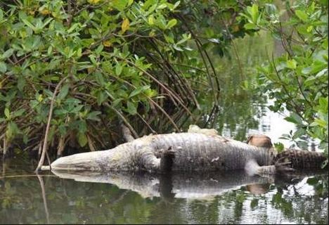 Dead Crocodile Found with Remains of Human Being in Stomach
