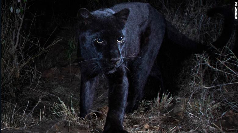 “Black Panther” Spotted in Kenya for the First Time in 100 Years