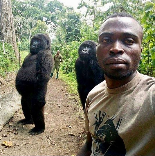 Man Takes a Selfie with Gorillas