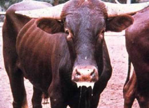 Govt in verification exercise over Foot and Mouth Disease