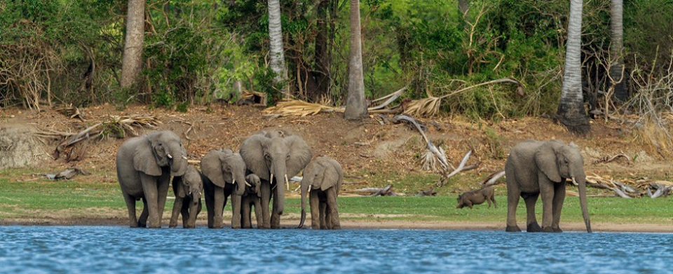 Department of Parks and Wildlife to Repopulate Depleted Parks