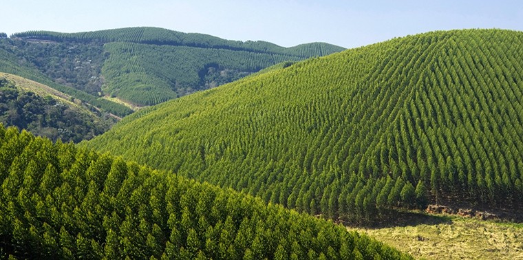 Ethiopia Set To plant 200 million trees in a day