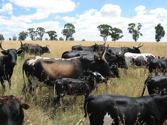 FAO to Reinforce Livestock Disease surveillance
