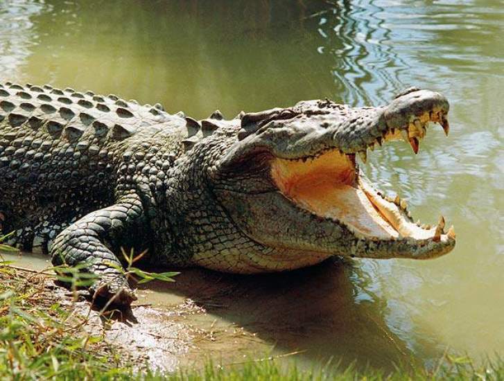 Boy Killed by a Crocodile in Nkhotakota