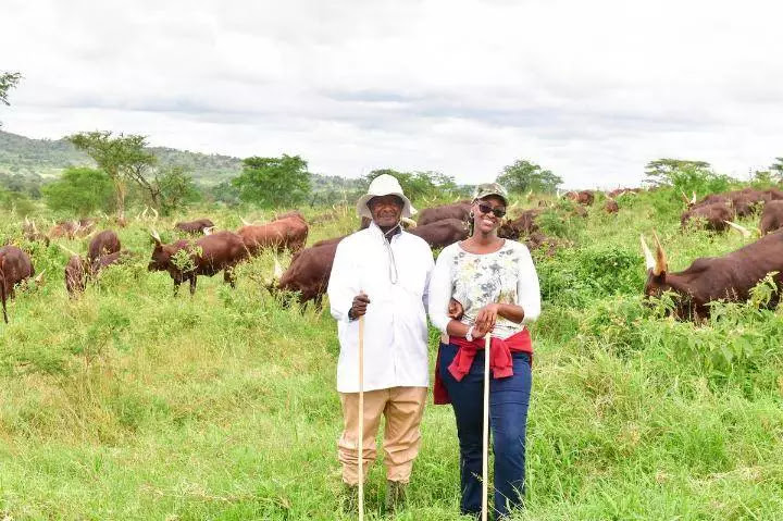 Uganda President pictured with his daughter grazing cattle