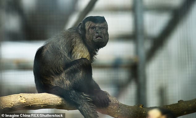 Human Faced Monkey Seeks Mate