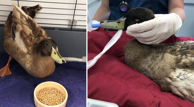 Penis of sex-mad duck removed after having sex 10 times in a day