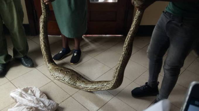 sex worker in court over 6 metre JUJU python