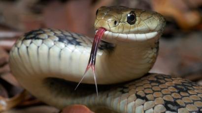 Coronavirus May Have Been Transmitted to People From Snakes, Researchers Say