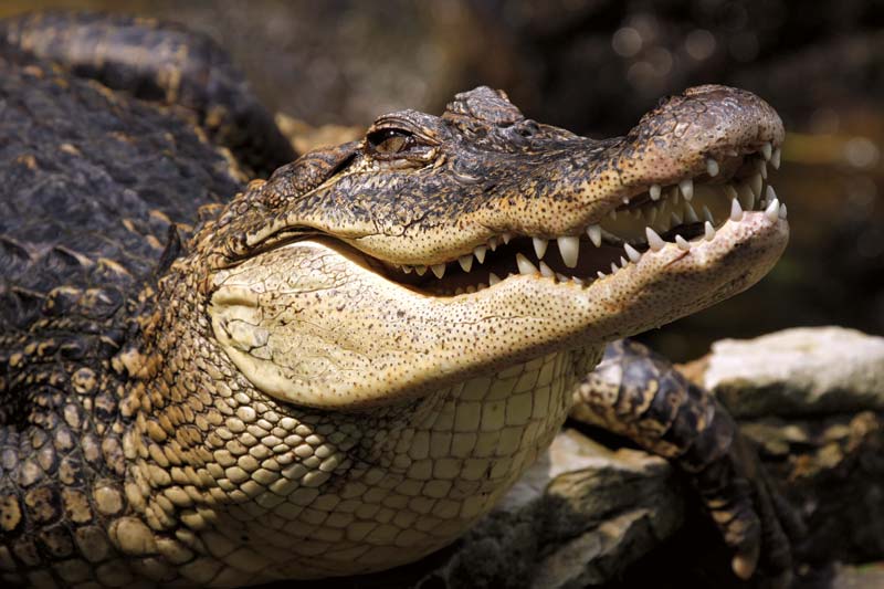 12 Year-Old Girl Missing After Crocodile Attack
