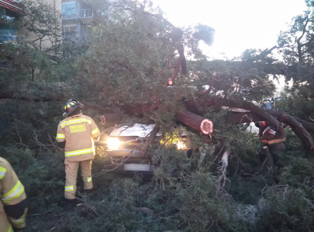 Driver Killed, 9 Injured as Falling Tree Crushes Minibus