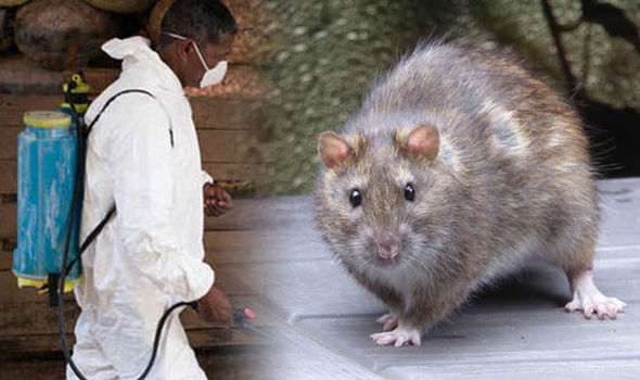 Lassa fever death toll in 2020 hits 176 in Nigeria