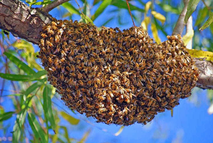 Teacher Stung To Death By A Swarm Of Bees