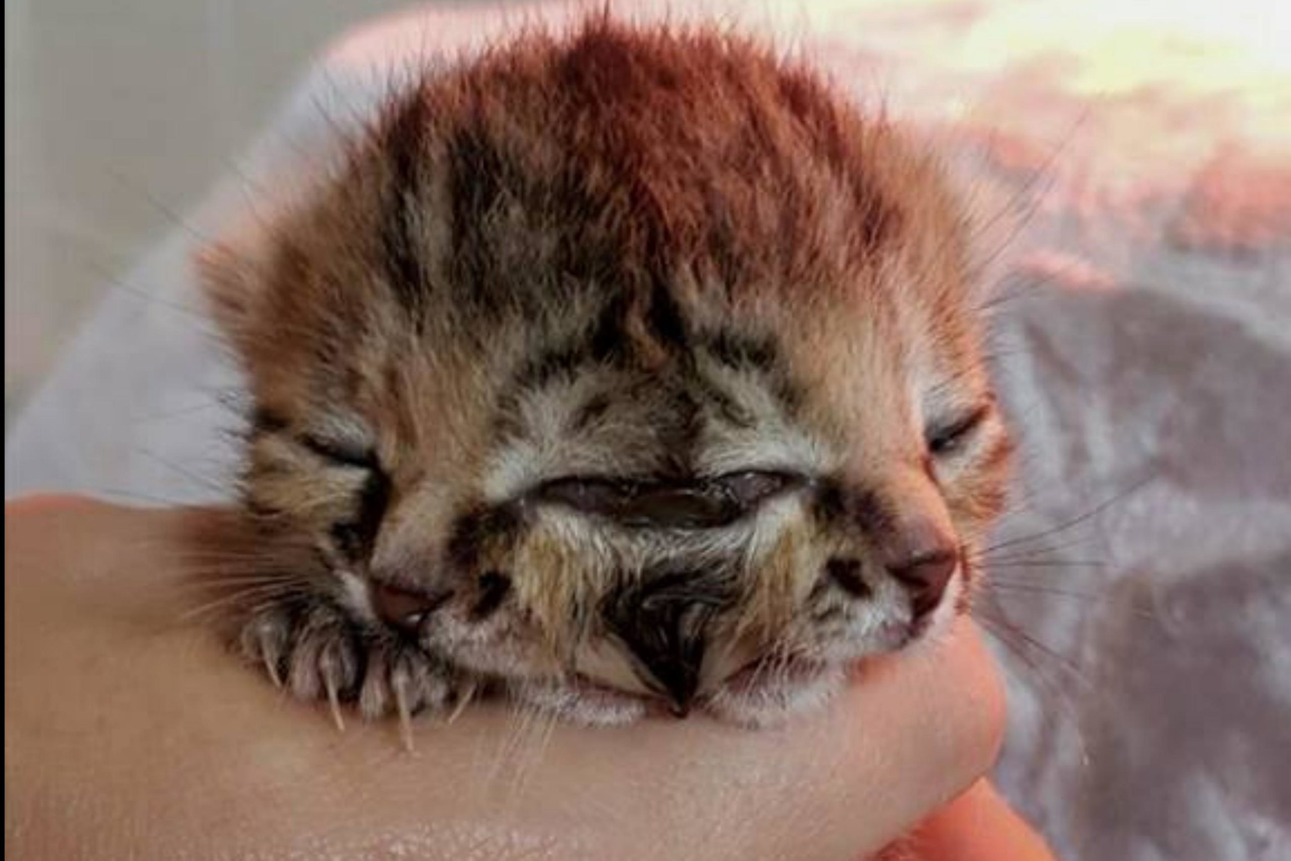 Two-faced kitten Biscuits and Gravy dies only 4 days after birth