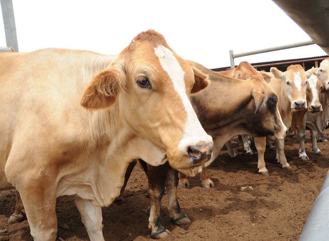 Low prices frustrate livestock farmers