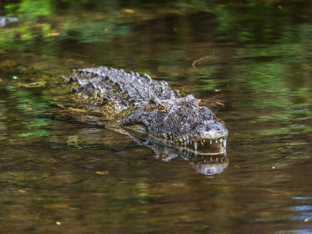 Woman Killed By Alligator After Going To Pond To Try And Pet it