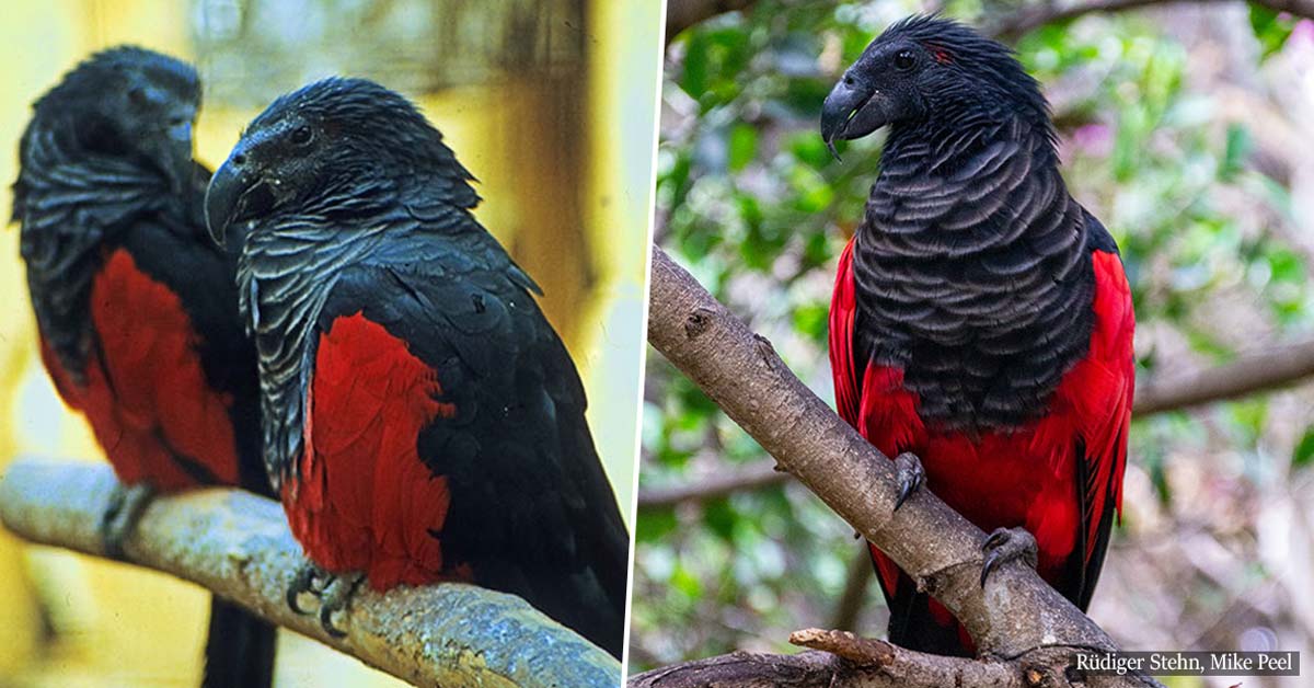 Dracula Parrots Do Exist And They Might Be The Most Gothic Birds Out There