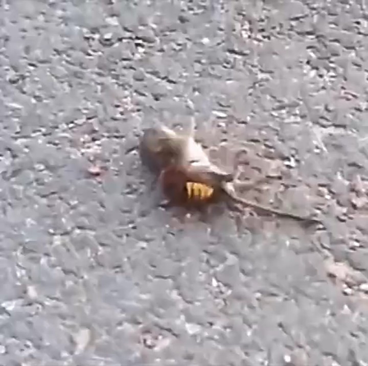 Dramatic Moment A ‘Murder Hornet’ Killed A Mouse In Less Than One Minute