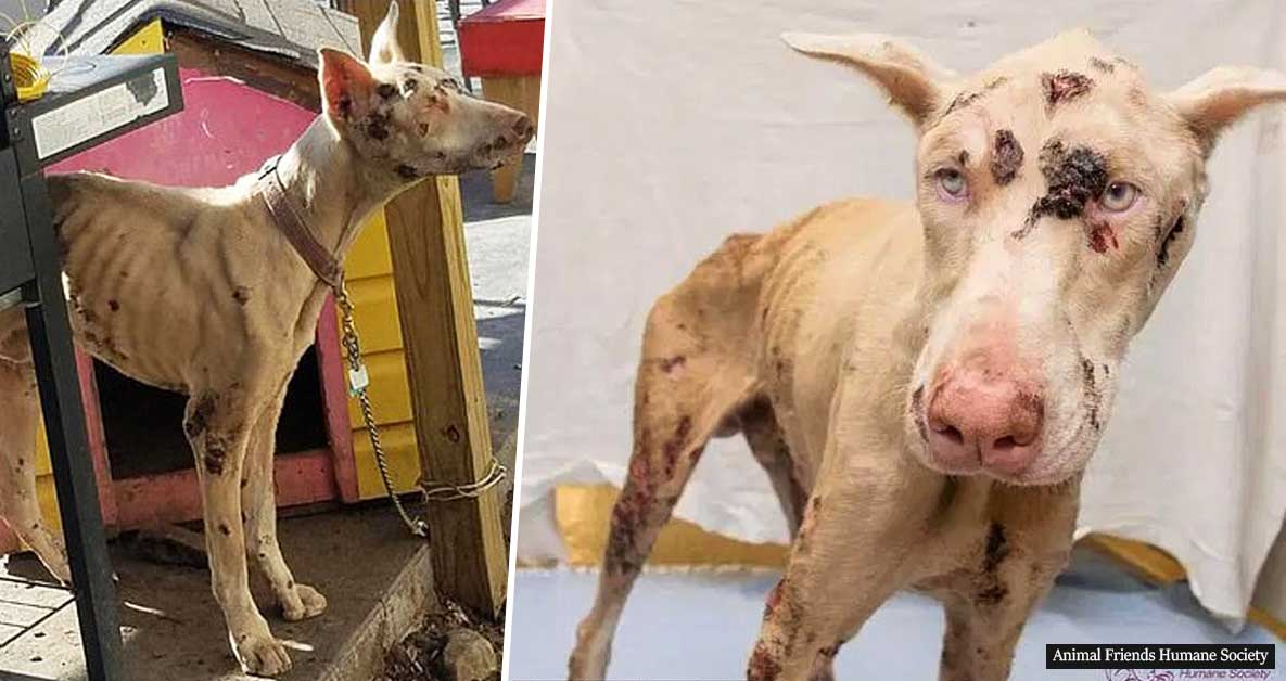 Two-Year-Old Puppy Covered In Open Wounds,Ate Rocks To Survive After ‘Devil-Like’ Owner Left Him To Starve To Death