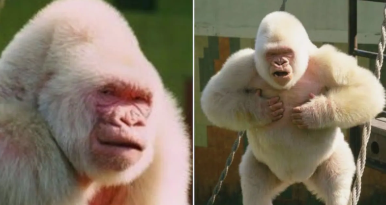 What You Didn’t Know About the World’s First Albino Gorilla