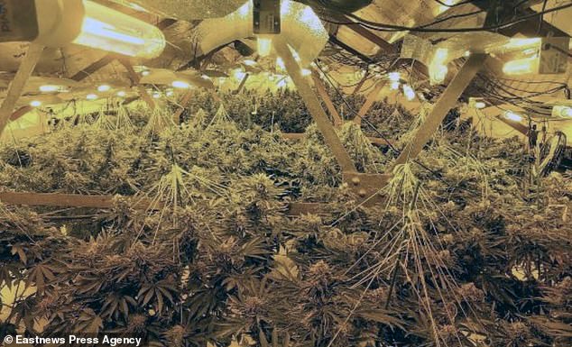 Two immigrants are jailed for having cannabis farm just 270 yards from police station in UK