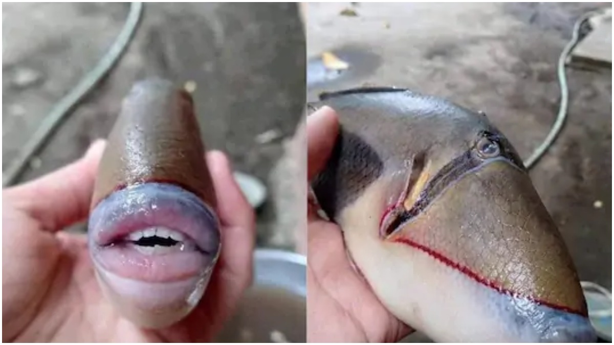 Fish With Human-Like Teeth Is Going Viral On The Internet For Its Unusual Appearance