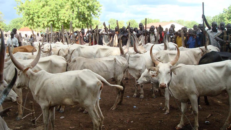 Nigerian bandits offered cows for AK-47s