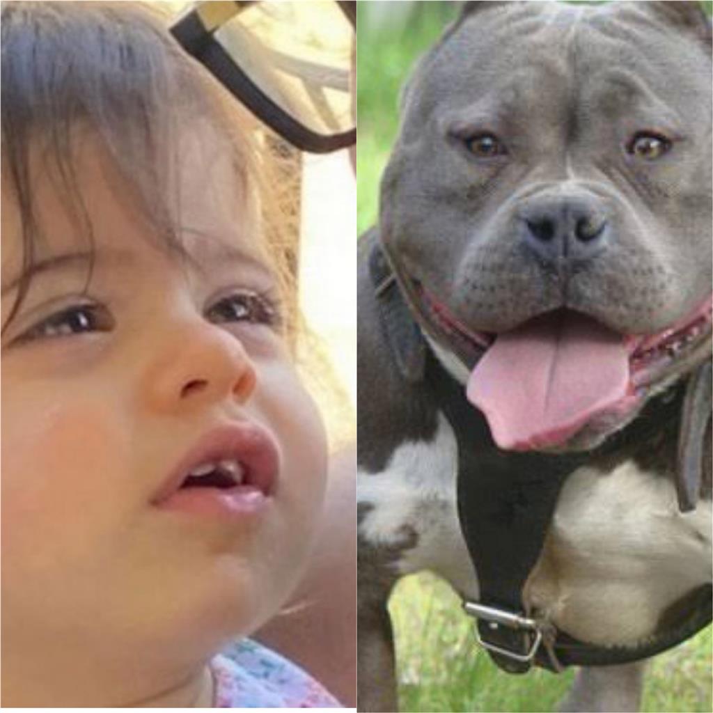 Baby Mauled To Death By Grandparents’ Pit Bull Dog