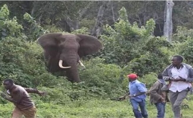 Man Dies After Being Trampled By Elephants While Walking In Forest