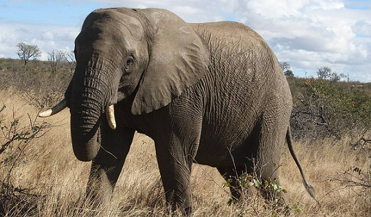 Bizarre|| Elephant kills woman, 70, and returns to trample on her corpse at funeral in India