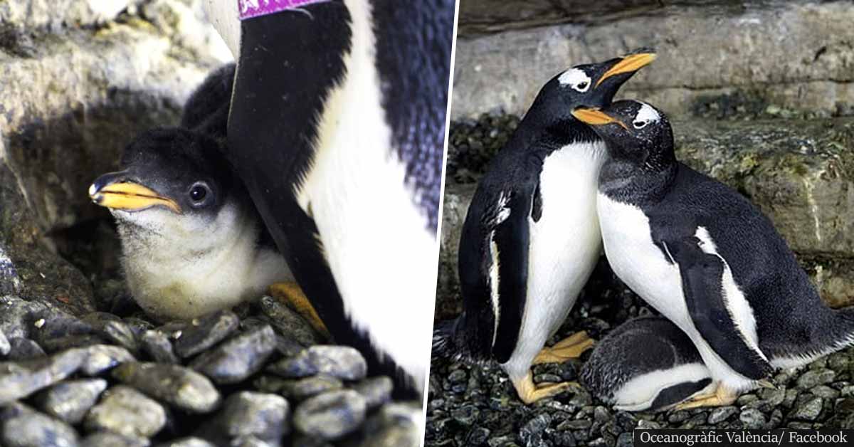 Same-Sex Penguin Couple Become Parents After Adopting Egg