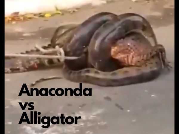 Anaconda Tries To Swallow Alligator, Terrifying Video Goes Viral  [Watch]
